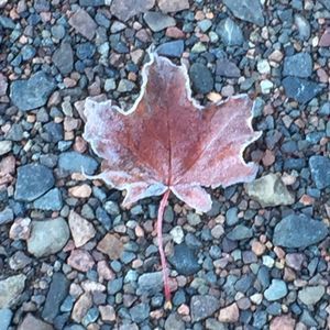 Meet your Posher, Roseanne